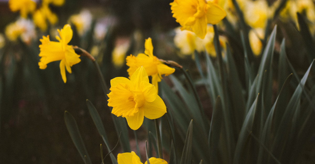 Cancer Society NZ — History of the Cancer Society