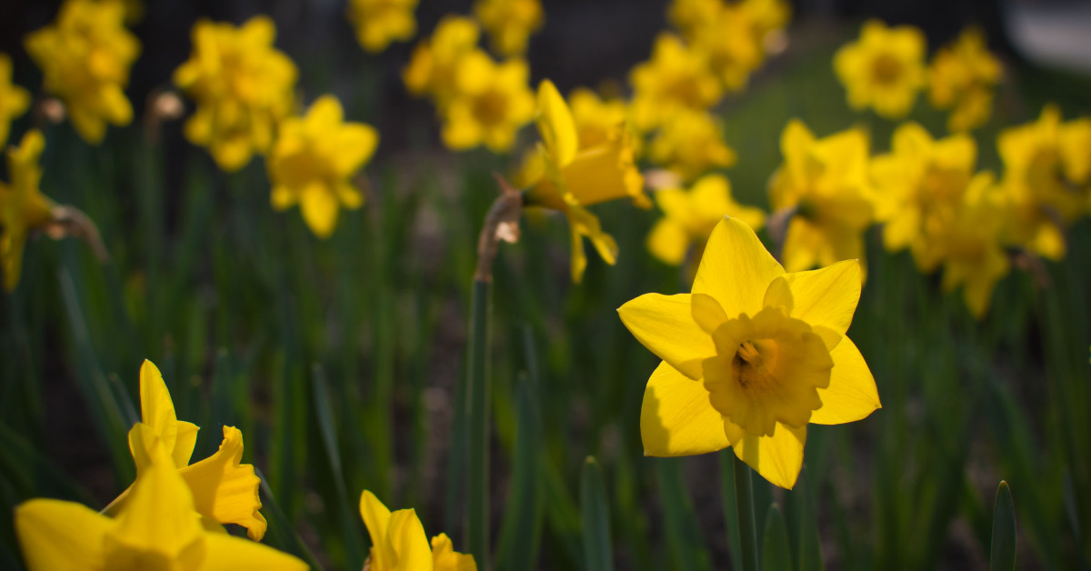 Cancer Society NZ — Daffodils and the Cancer Society